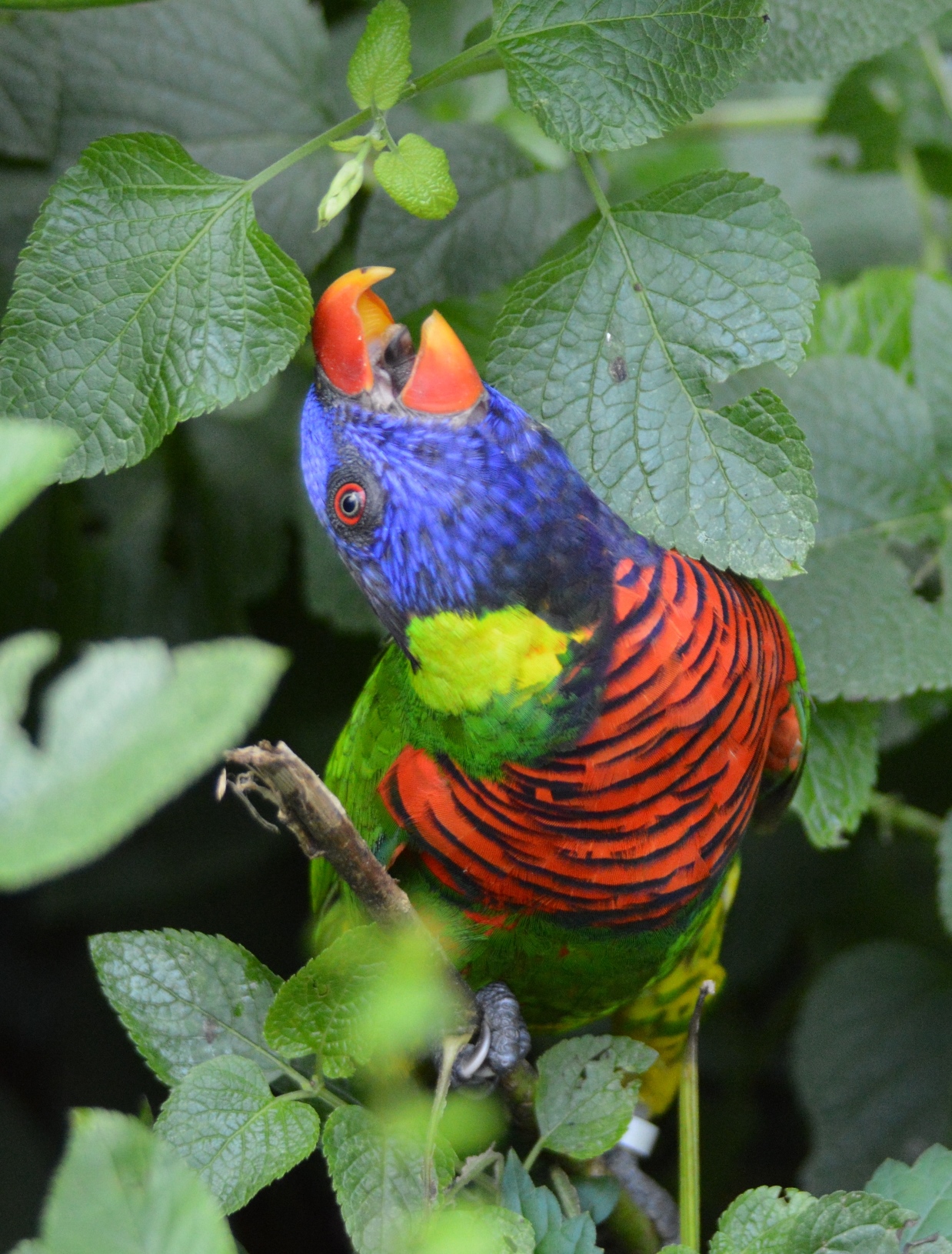 Bird - Lorikeet - Columbia Zoo - 2014 07 - 01